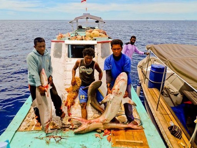 Shark fin-hungry China drives 'chaotic' fishing in Indonesia - 1
