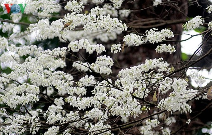 Hoa Sua burst into bloom in Hanoi - 3