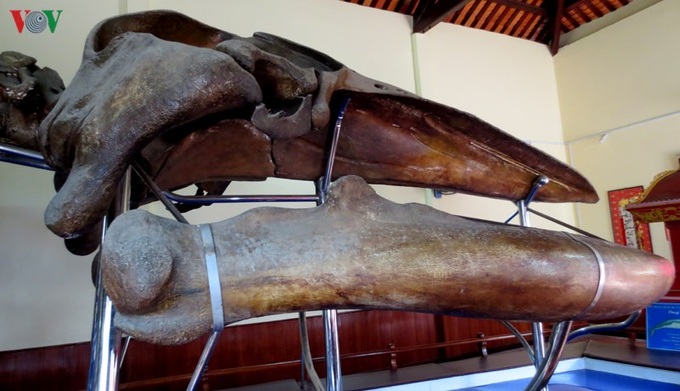 Largest whale skeleton in Southeast Asia - 5