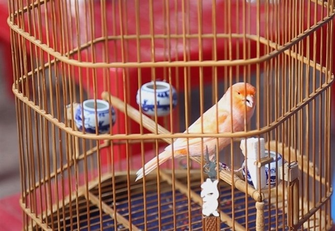 Saigon mornings are for the beautiful birds - 1 Saigon mornings are for the beautiful birds - 1