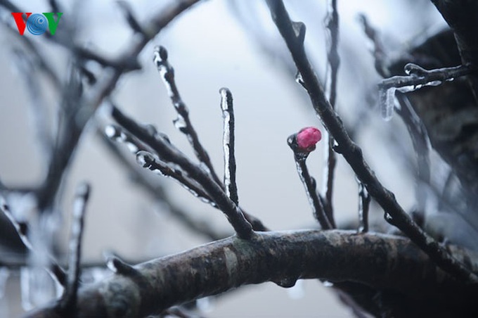 Ice crystallises Mau Son Mountain - 13