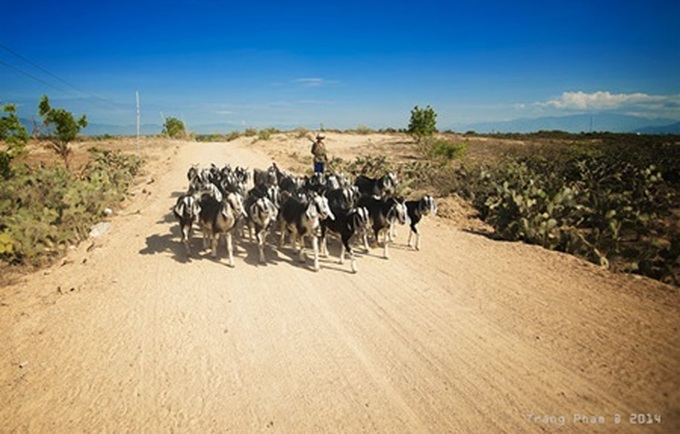 Endless sand dunes offer moments of tranquility on Ninh Thuan coast - 2