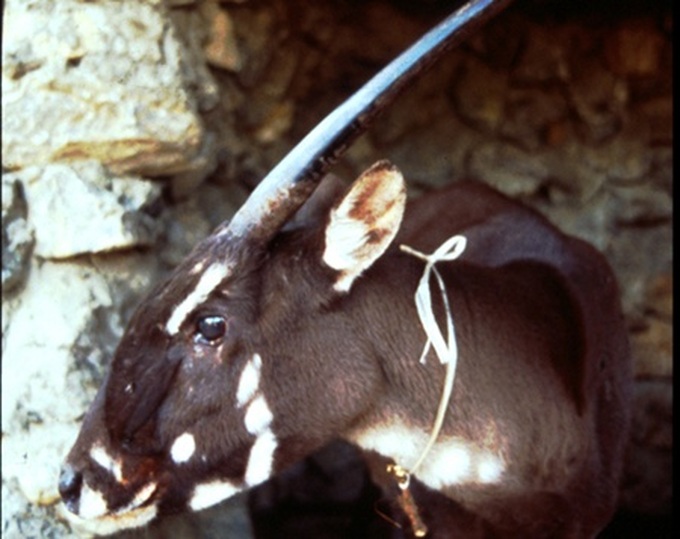 Reserve expansion gives hope to saola - 1