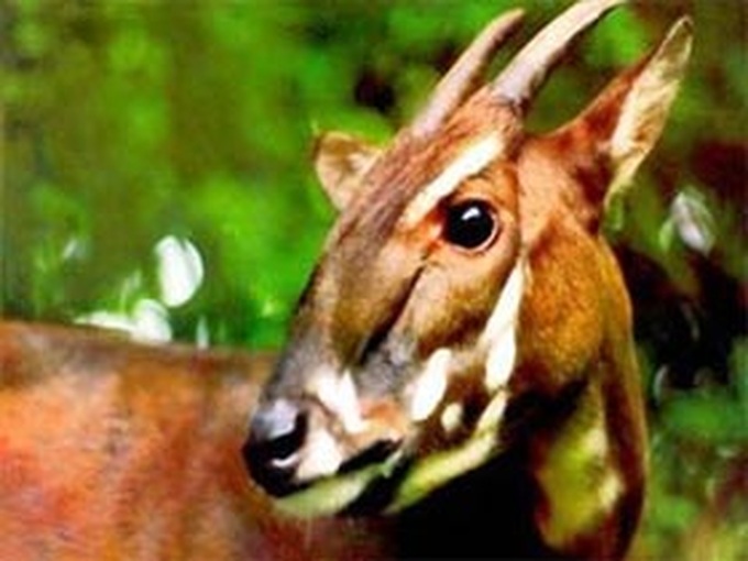 Two stations built to protect Saola - 1 Two stations built to protect Saola - 1