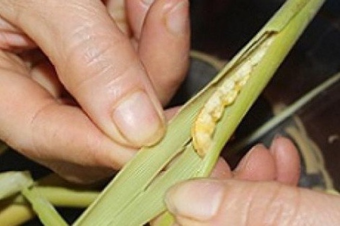 Tiger grass caterpillars sold as a delicacy - 1