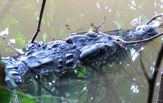 Hunt continues for hundreds of escaped crocodiles - 1