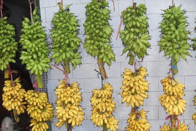 Royal bananas light up rural village - 3 Royal bananas light up rural village - 3