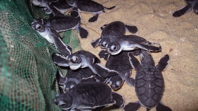 Rare sea turtles hatch in central Vietnam - 1 Rare sea turtles hatch in central Vietnam - 1
