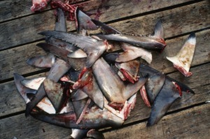 Endangered sharks win international protection - 1 Endangered sharks win international protection - 1