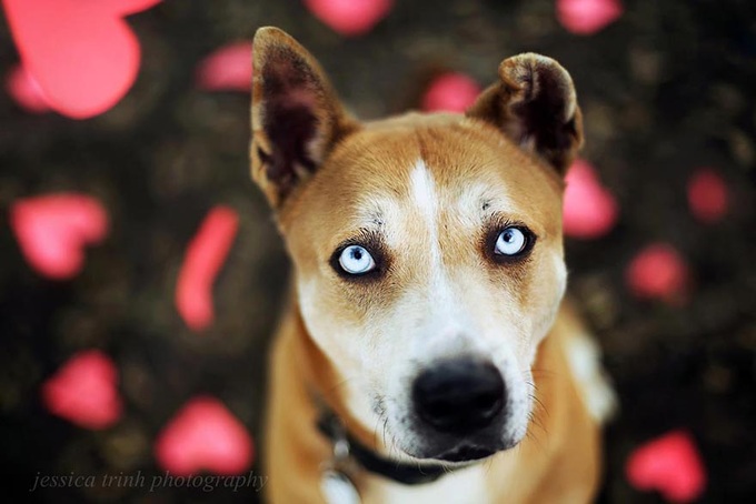 19-year-old photographer takes beautiful shelter dog pictures to help find them new homes - 2