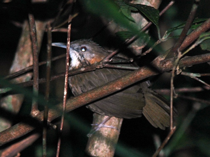 Bird watching tours to fly high in Vietnam - 1