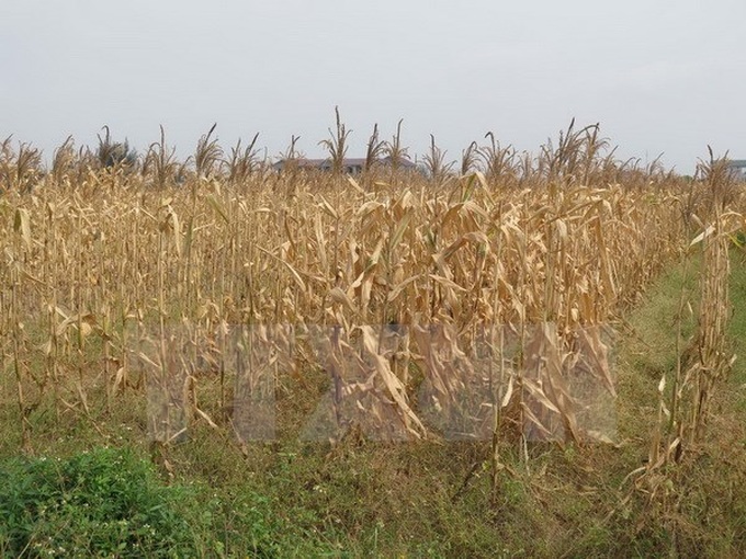 Some 50,000ha of farmland uncultivable: ministry - 1