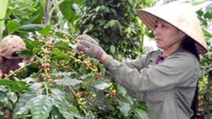 Vietnam named 5th most recognised coffee producer in US - 1