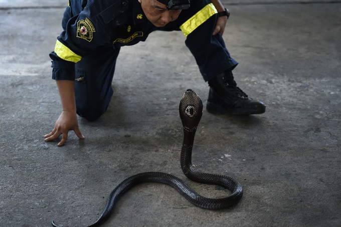 Something sss-strange in your Bangkok neighbourhood? - 1