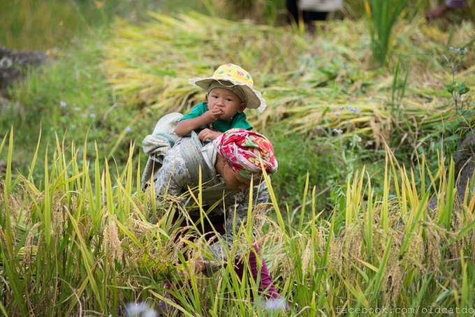 Sapa terraced fields among top 30 beautiful places globally - 11