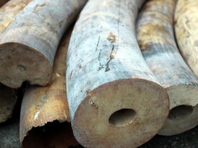 Elephant tusk smuggler seized in HCM City - 1