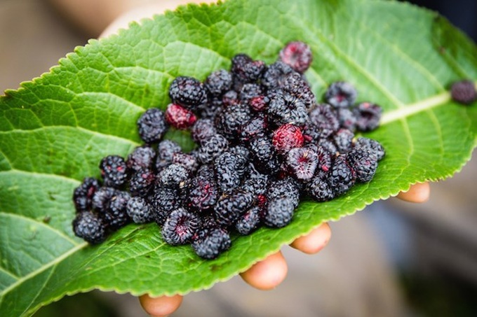 Watching cloud from top of Vietnam’s highest mountain - 16 Watching cloud from top of Vietnam’s highest mountain - 16