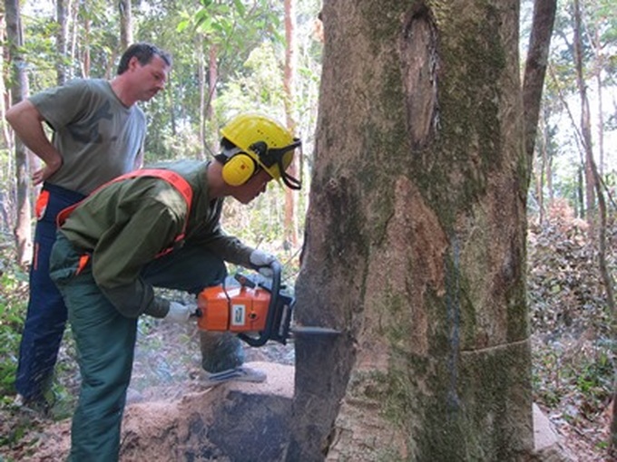 Germans support sustainable forest management in Vietnam - 1