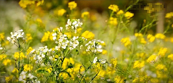 Amateur movie makers draw attention to Vietnam's north-west - 7