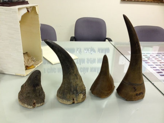 Airport customs officers seized over 5kg rhino horns - 1 Airport customs officers seized over 5kg rhino horns - 1