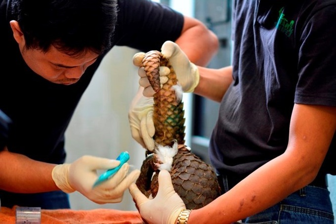 Largest ever number of rare pangolins released into wild - 1