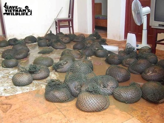 Delayed decision leads to death of 30 pangolins - 1