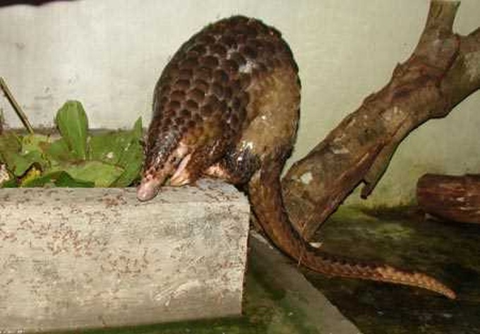 Pangolins rescued in Thanh Hoa - 1