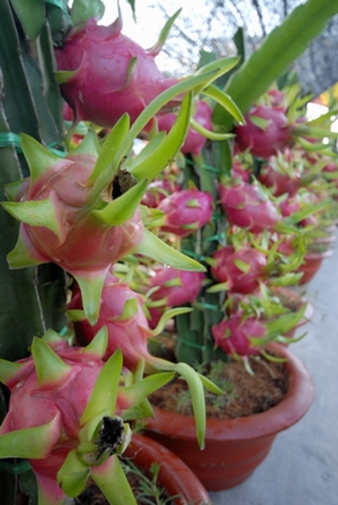Fruit tree made into bonsai for Tet - 3