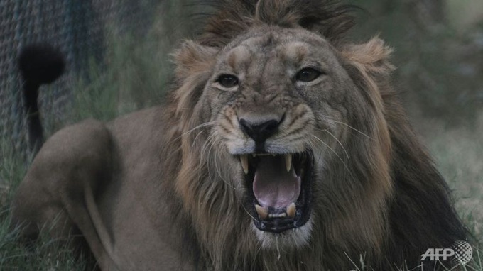 India snares 'man-eating lion' after human tissue found - 1