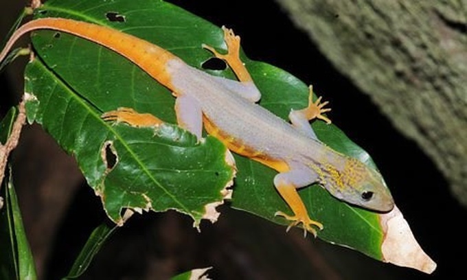 Ca Mau: 700 psychedelic Vietnam geckos found on Hon Khoai island - 1
