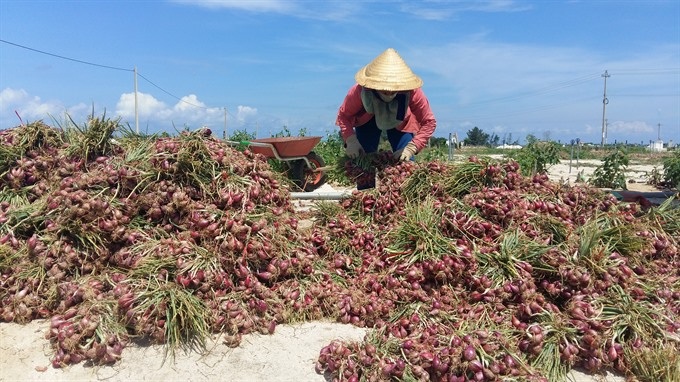 Night market to open in Lý Sơn Island - 2