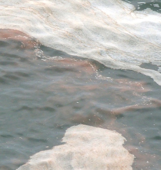 Red tide appears on Haiphong shore - 4 Red tide appears on Haiphong shore - 4