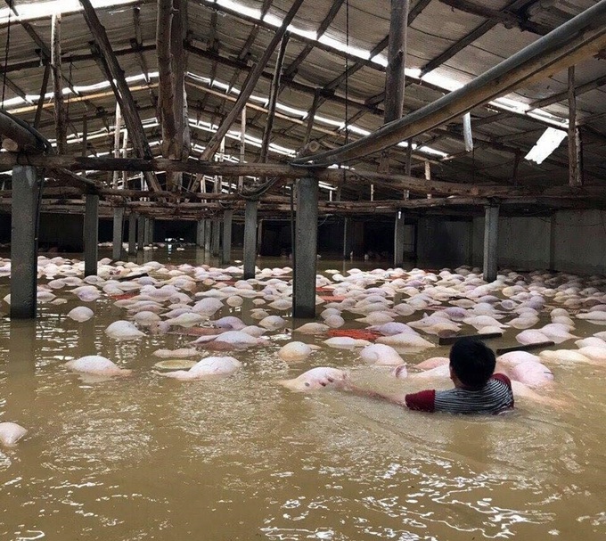 Thousands of pigs in Thanh Hoa drowned by floods - 1