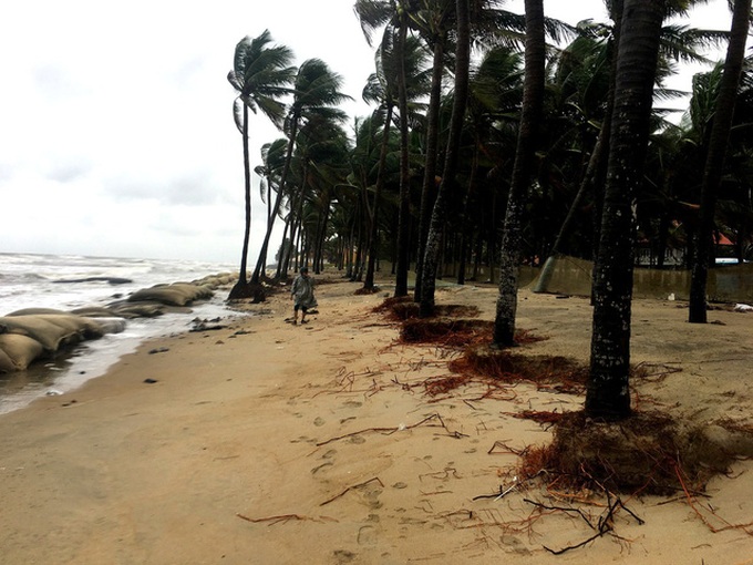 Cua Dai Beach continues to be damaged - 4