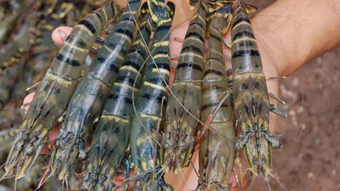 US becomes biggest Vietnamese shrimp consumer - 1