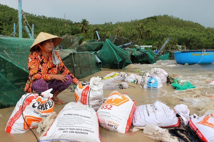 Storm Damrey causes huge losses for lobster farmers in Phu Yen - 8