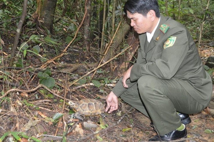 Huế national park gets rare tortoise - 1 Huế national park gets rare tortoise - 1