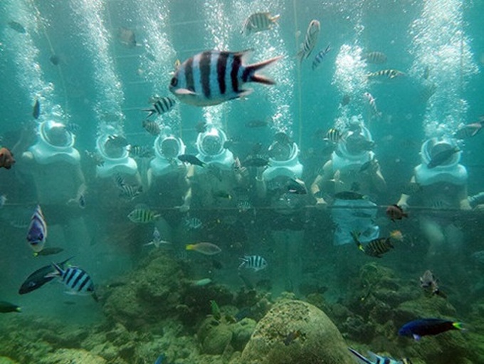 Cham Island to launch sea walking tour - 1