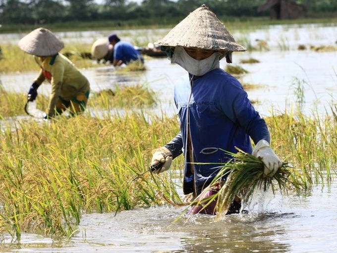 IFAD funds Ben Tre climate change adaptation project - 1