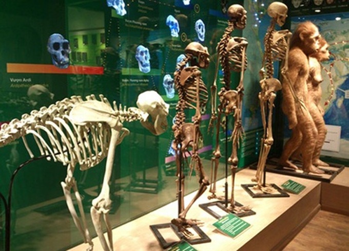 Museum puts evolution on show - 1