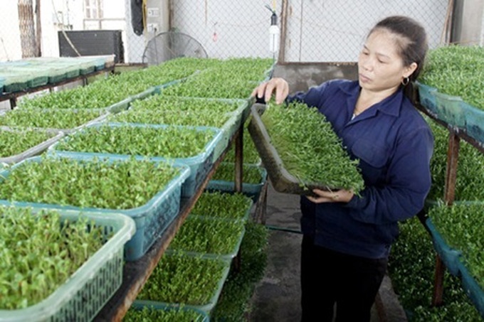 Consumers switching to safer vegetables - 1