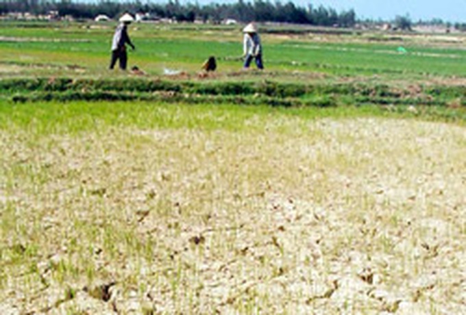 Quang Nam struggles with drought, salinity - 1