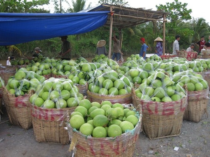 Harvest prices plunge for fruit growers in Mekong Delta - 1