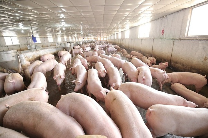 Vietnam takes preventive measures against African swine fever - 1