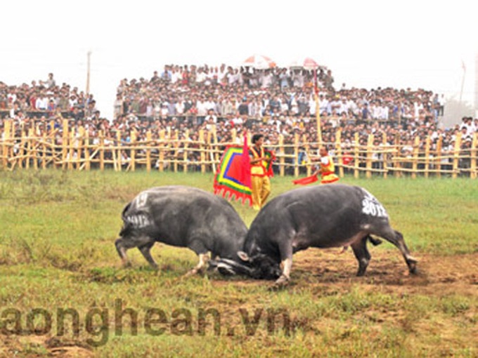 Nghe An fosters fledgling buffalo fighting festival - 1