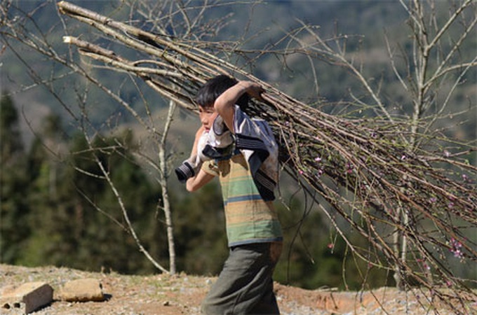 Children in Sapa carry peach branches for Tet - 1 Children in Sapa carry peach branches for Tet - 1