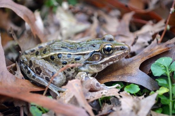 New frog species discovered in New York City - 1