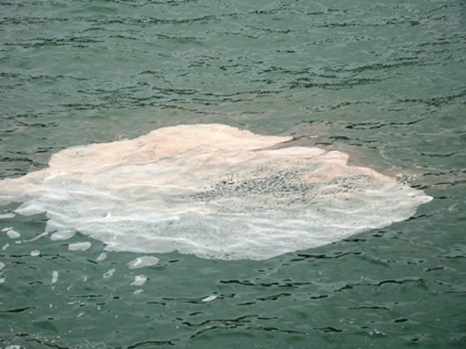 Red tide appears on Haiphong shore - 5 Red tide appears on Haiphong shore - 5