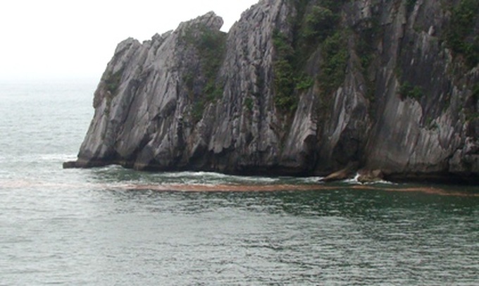 Red tide appears on Haiphong shore - 3 Red tide appears on Haiphong shore - 3