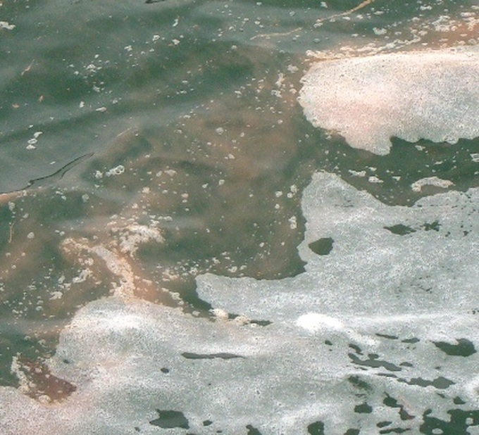 Red tide appears on Haiphong shore - 2 Red tide appears on Haiphong shore - 2